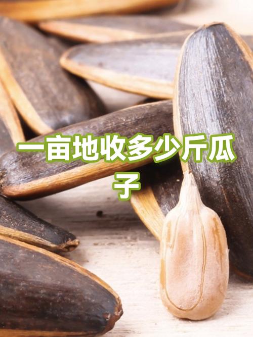 种南瓜一亩地的利润