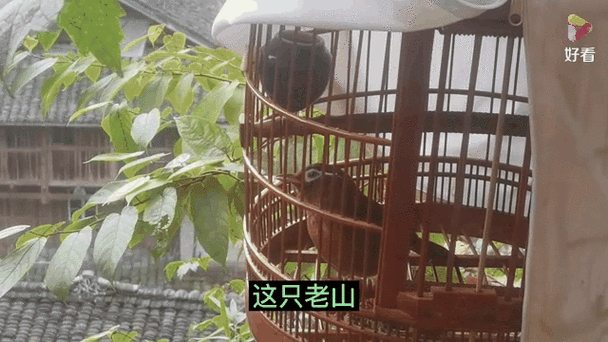 画眉鸟养三只好还是养两只好截图2