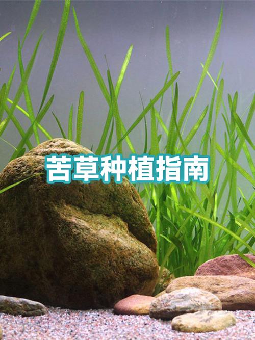 苦草种植
