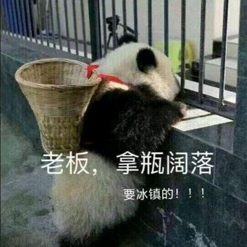 老板来瓶可乐熊猫