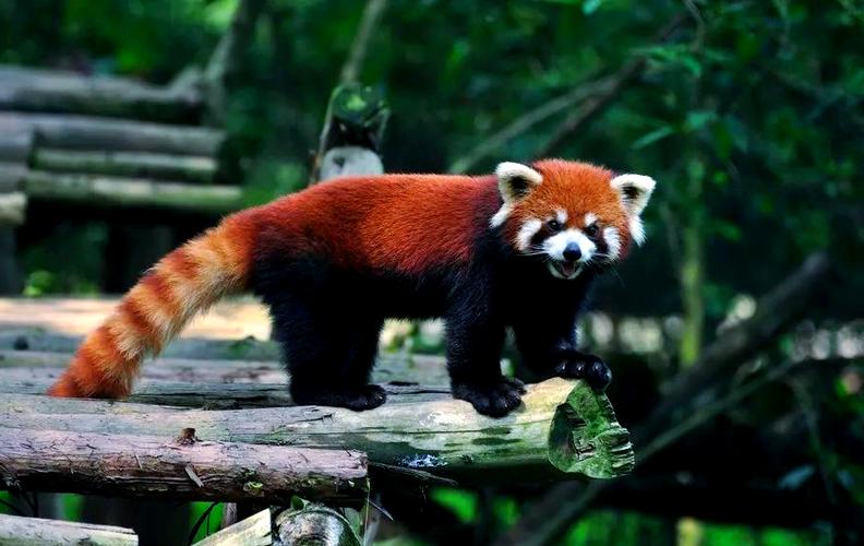 redpanda为什么是小熊猫