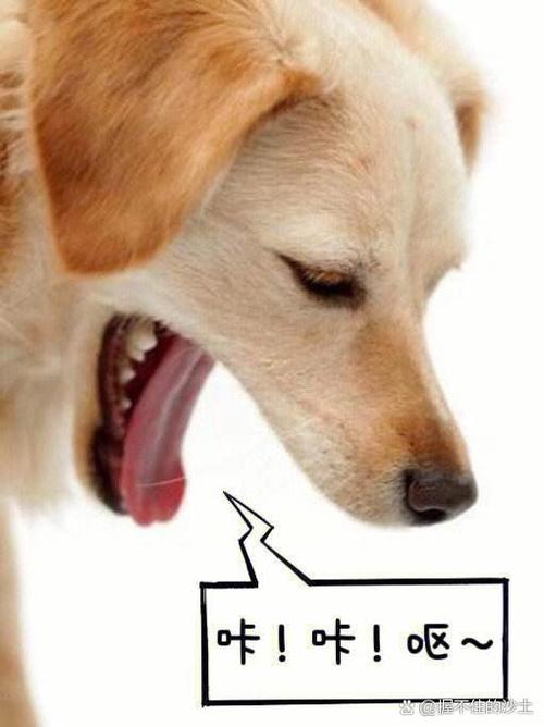 狗狗卡嗓子干呕伴随咔咔声
