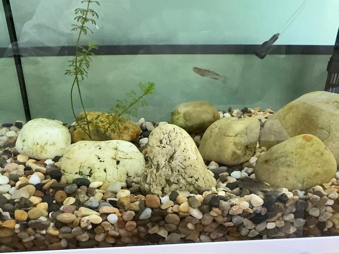 鱼缸只铺溪流石可以吗