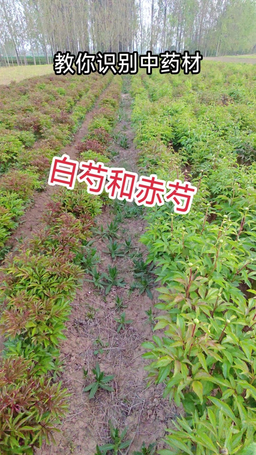 赤芍与白芍的区别