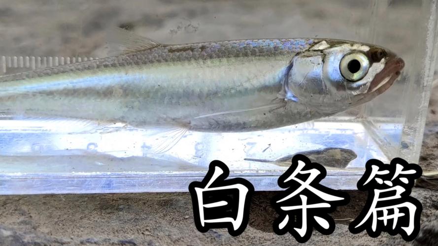 京东白条账号忘记了怎么找回