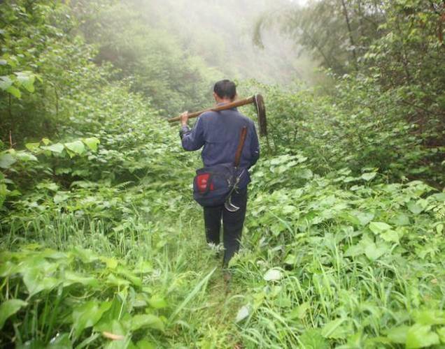 深山采药人