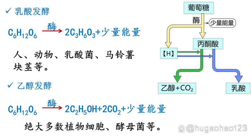 无氧呼吸第二阶段产生能量吗