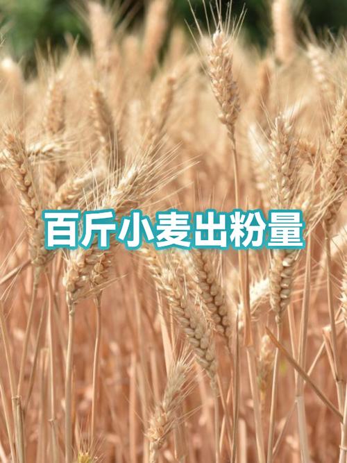 100斤小麦能酿多少酒截图2