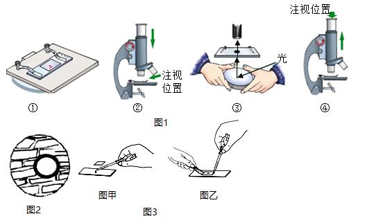 使用显微镜的正确步骤截图1