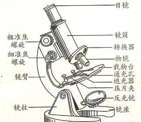 使用显微镜的正确步骤截图2