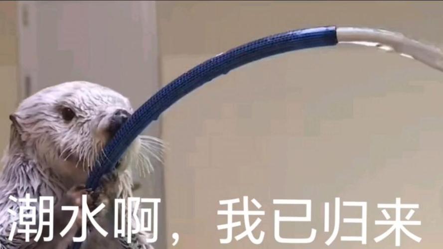 qq怎样找回被删除的表情