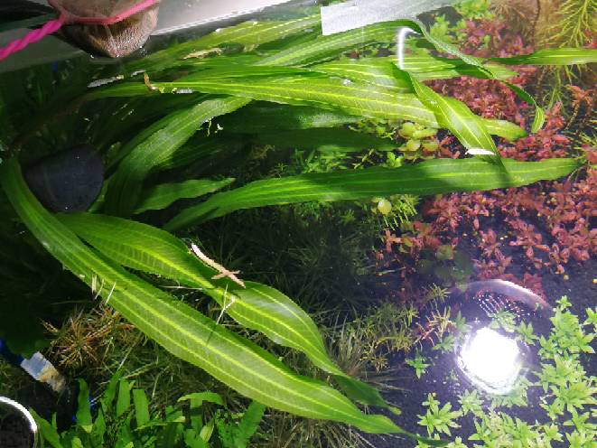南美水族论坛app最新版怎么发帖