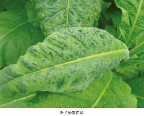 烟草花叶病毒是什么形状