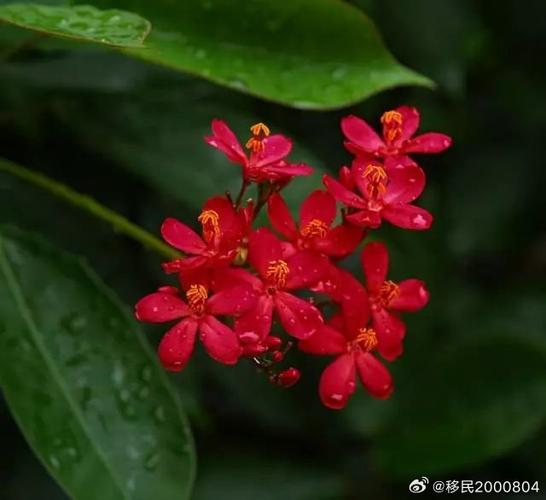 珊瑚花有毒吗