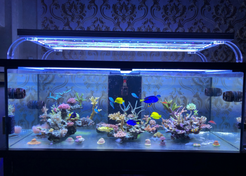 海缸为什么烧钱