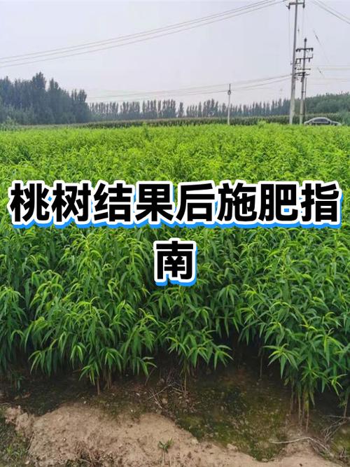 桃树一年打几次药