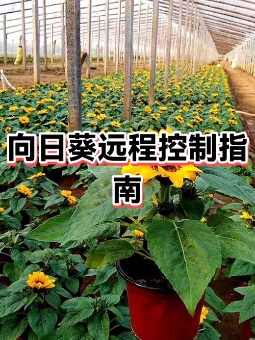 向日葵可以控制手机吗