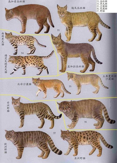 猫的祖先图片