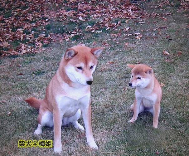 柴犬可以当土狗养吗截图1