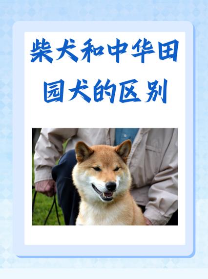 柴犬可以当土狗养吗截图2