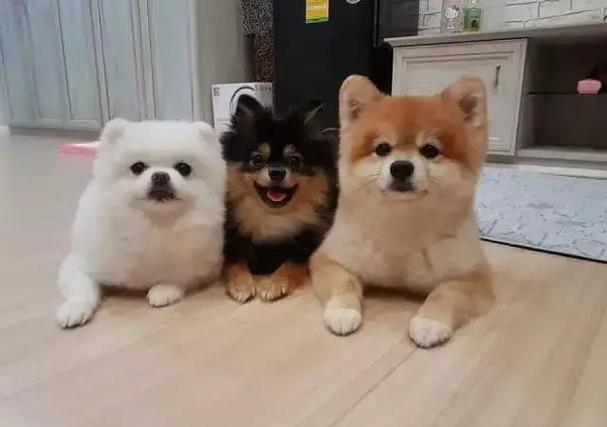 柴犬可以当土狗养吗截图3