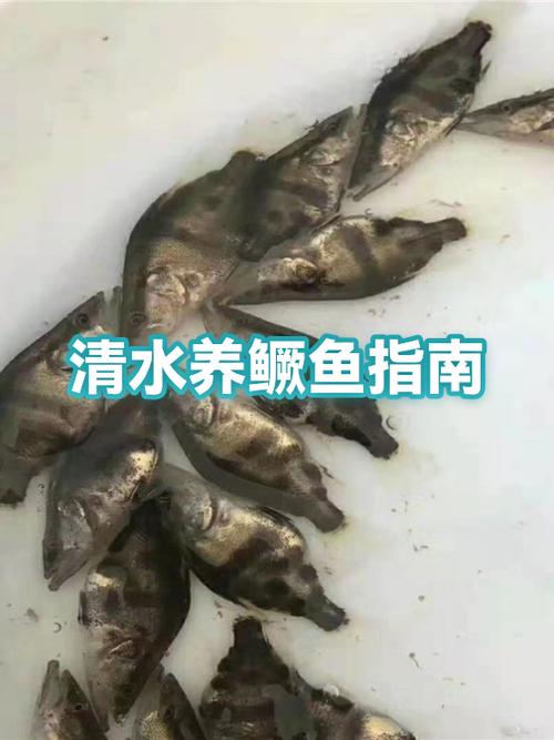 如何提高水的透明度