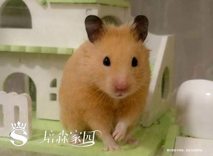 老鼠可爱图片