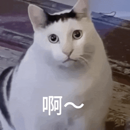 meme猫表情包动图