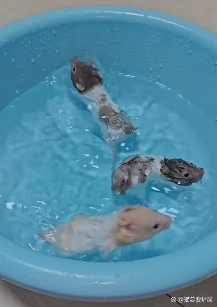 能给仓鼠洗澡吗截图1