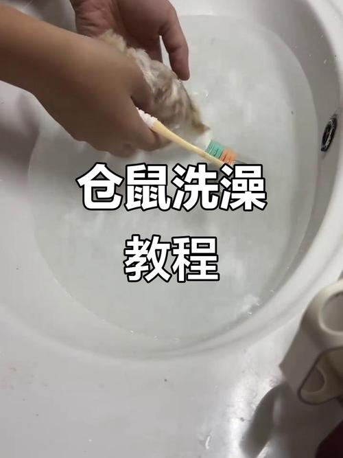 能给仓鼠洗澡吗截图2