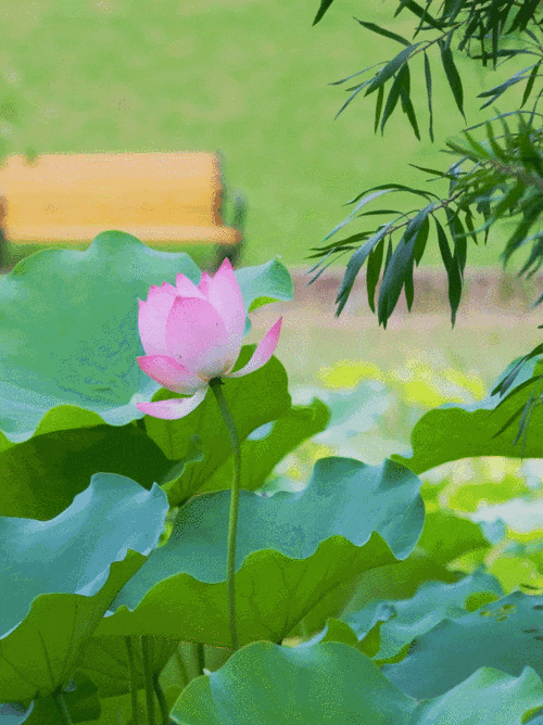 华为为什么换不了动态壁纸