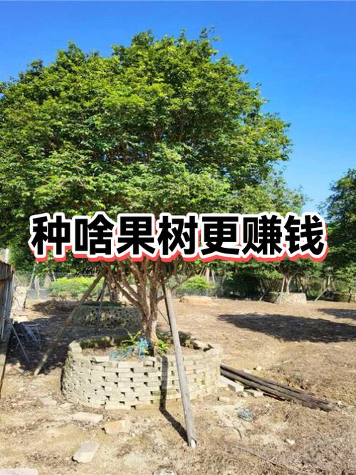 种什么水果赚钱最快 种什么水果赚钱最快