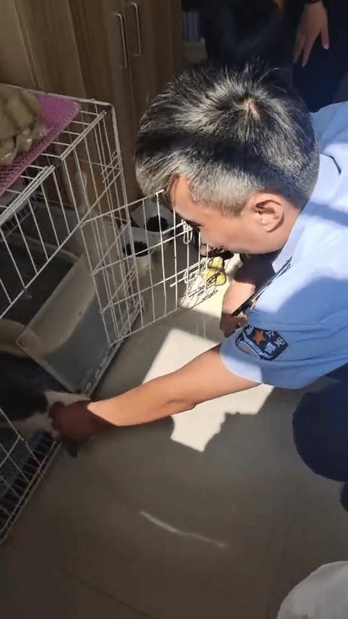 猫丢了警察会帮忙找吗