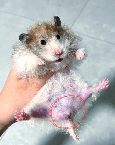仓鼠后腿肿了个大包的处理方法