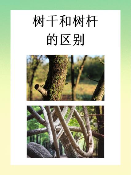 树干和树杆的区别