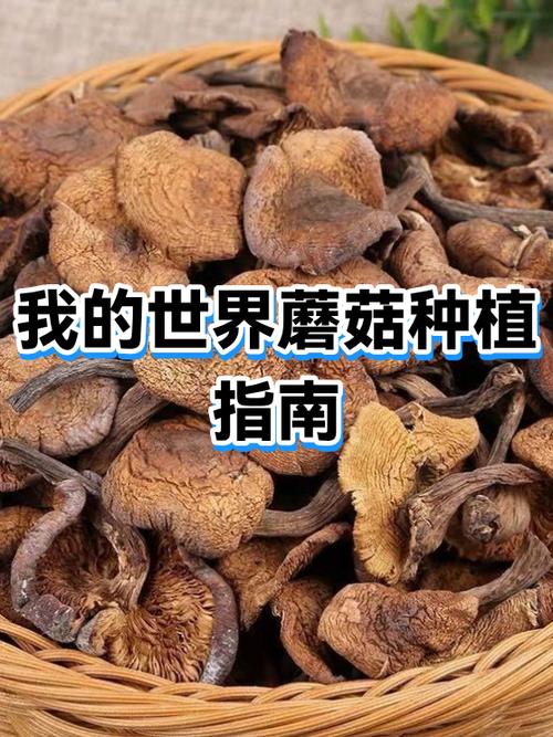 蘑菇在我的世界里面怎么样才能种植