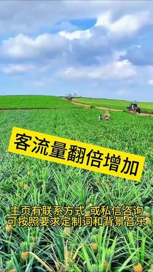 菠萝叫卖最火的十句话