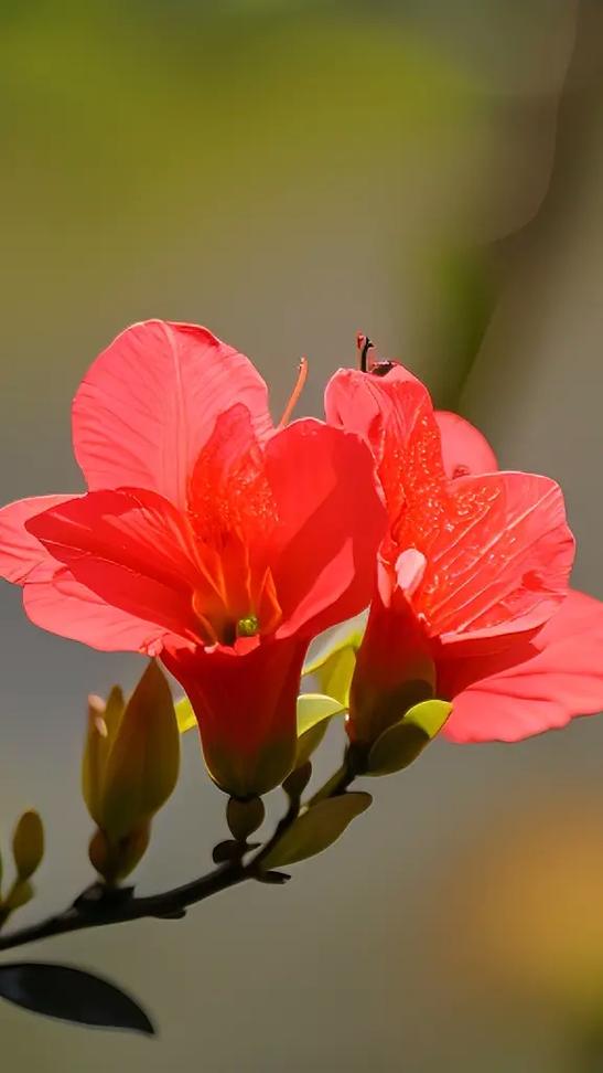 杜鹃花吧 杜鹃品种 杜鹃花吧 杜鹃品种