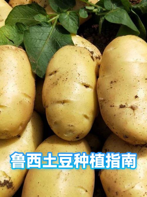 山东秋季土豆种植最佳时间