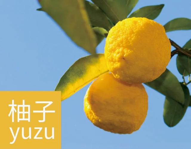柚子为啥叫yuzu