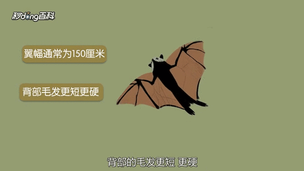 马来大狐蝠截图1