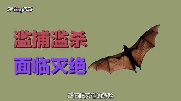 马来大狐蝠截图2