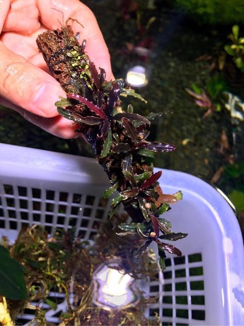 南美水族论坛app下载