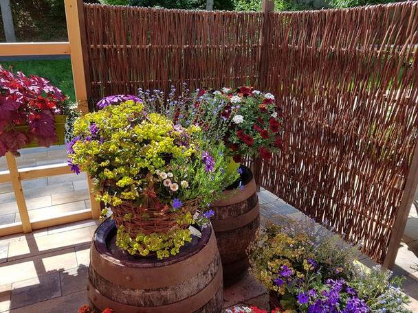门口最旺三种树 门口最旺三种树