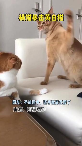 打猫头容易死