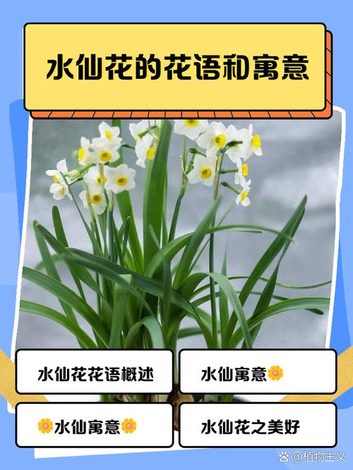 水仙花象征什么意义