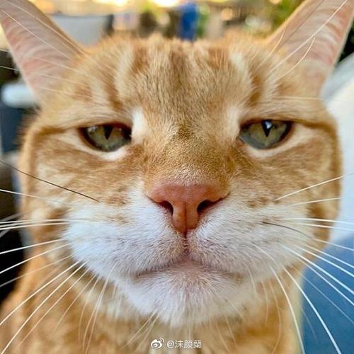 很早前QQ一个很傲娇的猫脸表情包