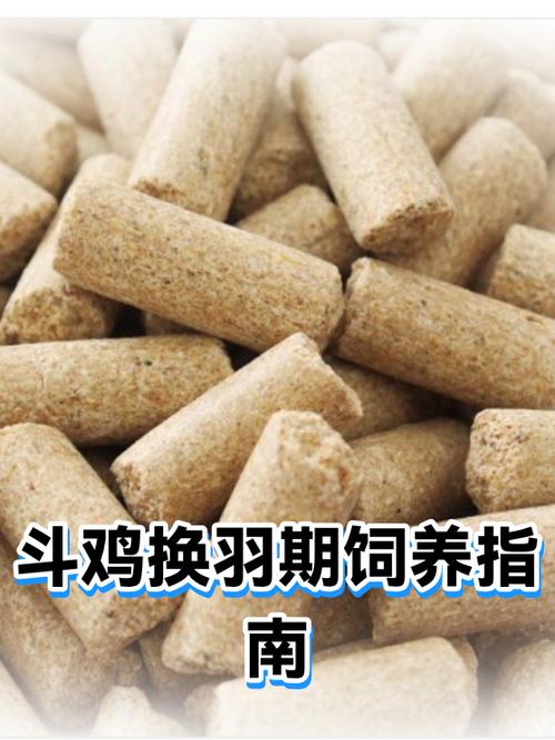 斗鸡的喂养注意事项