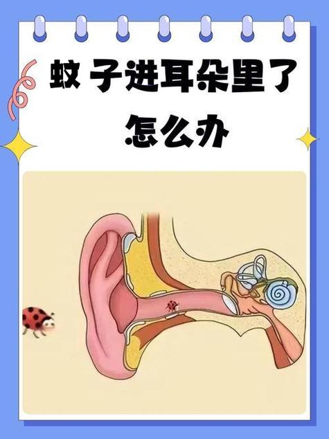 蚊子飞进耳朵没动静了