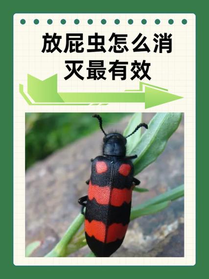 打屁虫的克星是什么